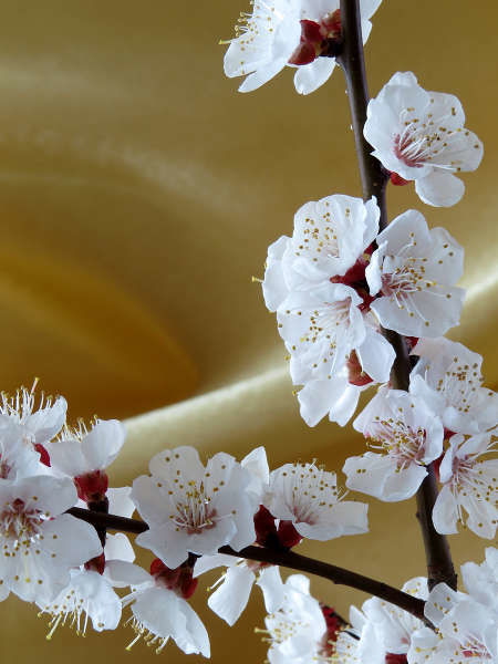 Golden background with blossoming branch